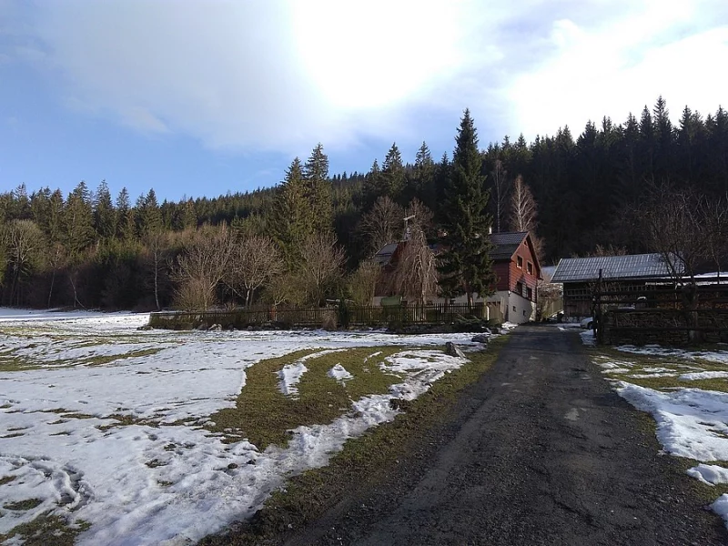 Zmazlená jalovička Jersey z Beskyd CHKO