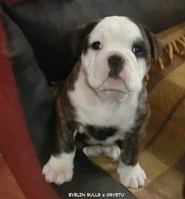 Kontinentální buldok-Continental bulldog s PP FCI !