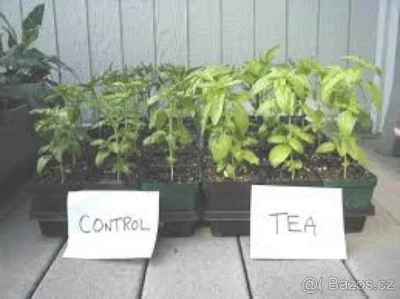 Kalifornské žížaly(Eisenia andrei), žížaly hnojní(E.fetida)