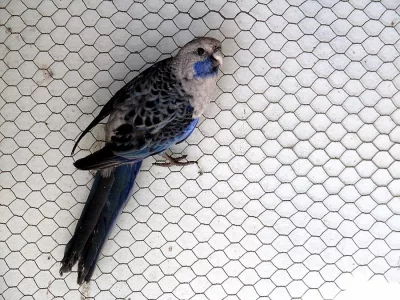 Rosela penant modrý