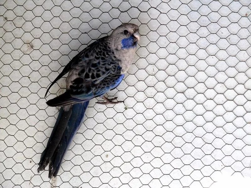 Rosela penant modrý