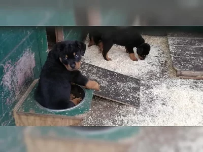 Rotvajler štěňata s papíry