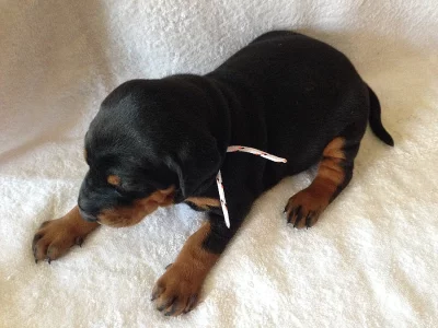 Dobrman – štěňata s PP