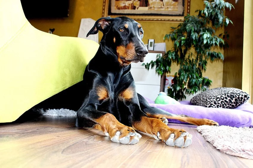 Dobrman - fenka ke krytí.