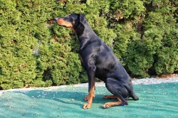 Dobrman - fenka ke krytí.