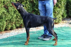 Dobrman - fenka ke krytí.