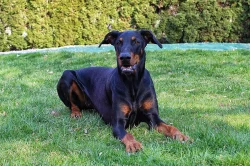 Dobrman - fenka ke krytí.