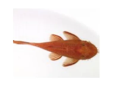 Ancistrus super red / long fin