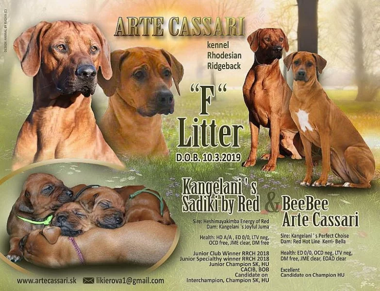 Rhodesian ridgeback