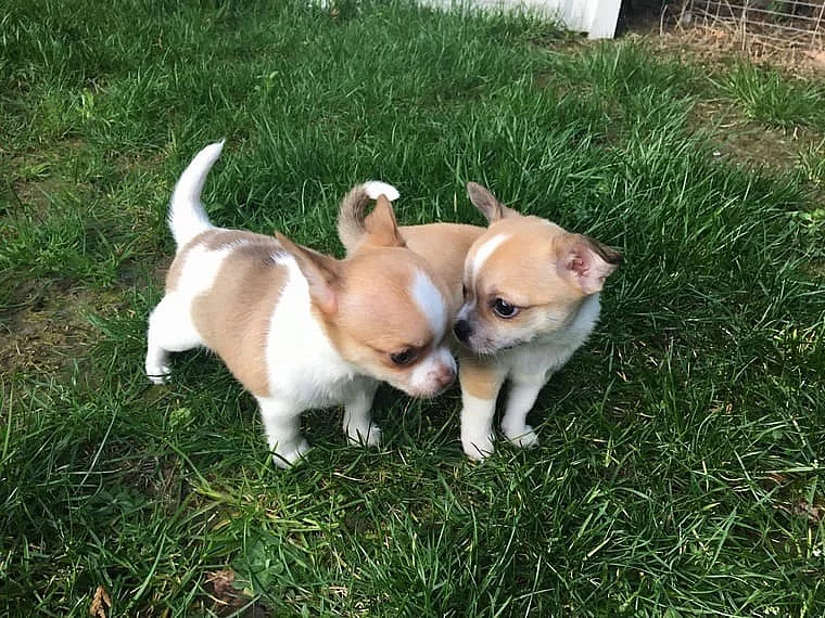 Hledáme čivaváka ke krytí