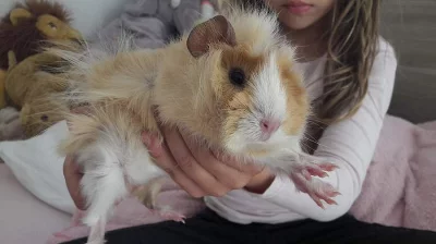 Morčátko rozetka hedvabni kluk bežově bilý