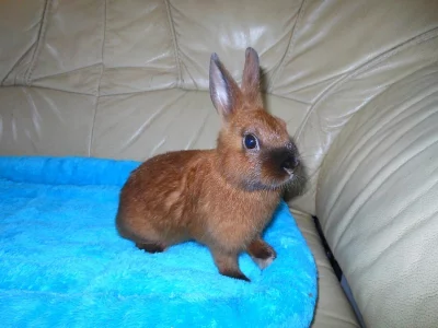 Zakrslý saténový králíček - Krátkouchý