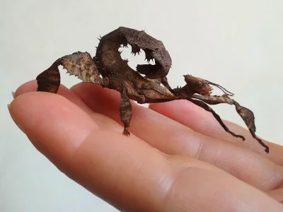 Krásné strašilky australské odchov po samci prodám