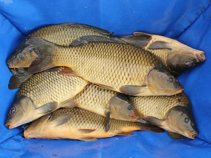 Prodám násadu kapra