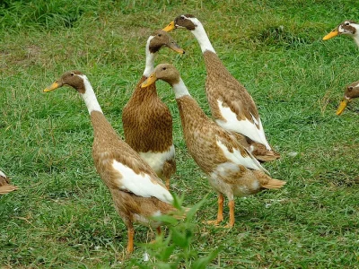 Indický běžec sedlatý hnědý