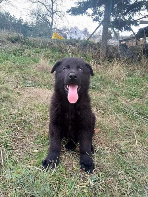 celočerná štěňátka německého ovčáka -fenky s PP