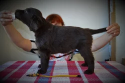 Flat coated retriever