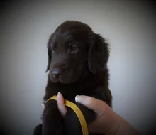 Flat coated retriever