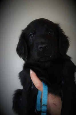 Flat coated retriever