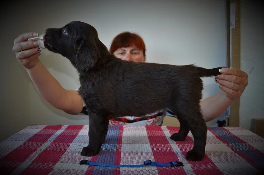 Flat coated retriever