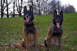 Zadám štěňata BO Malinois