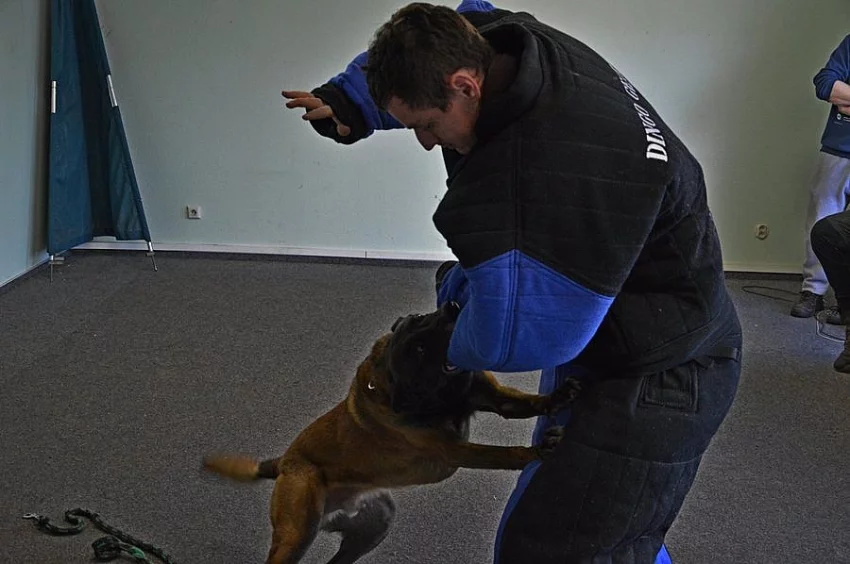 Zadám štěňata BO Malinois