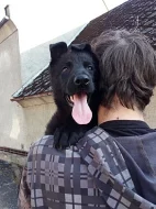 celočerná štěňátka německého ovčáka s PP