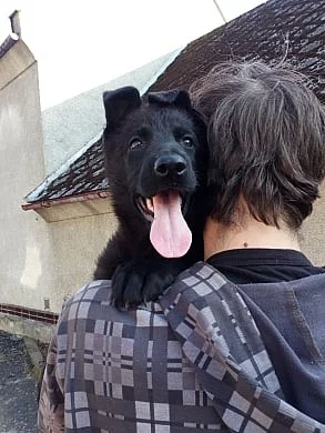 celočerná štěňátka německého ovčáka s PP