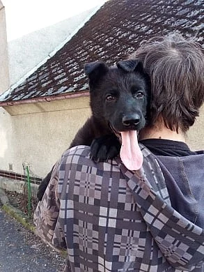 celočerná štěňátka německého ovčáka s PP
