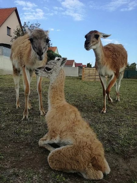 Lama guanako