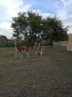Lama guanako