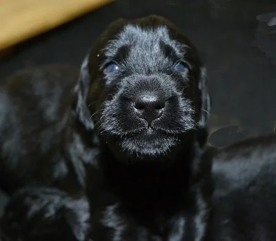 Flat coated retriever