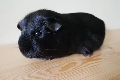 Prodám morčata plemene US Teddy s PP