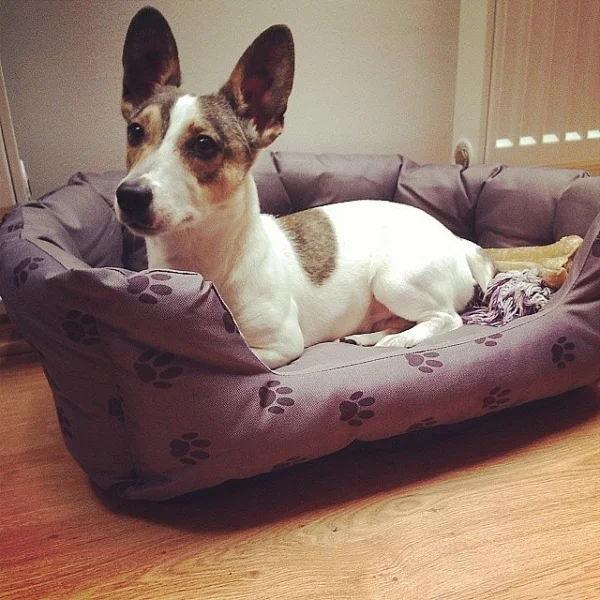 Nový domov pro Jack Russel Teriera