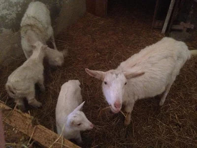 Dvě bílé kozy s kůzlaty