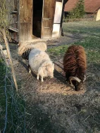 Plemeno malé Quessantky