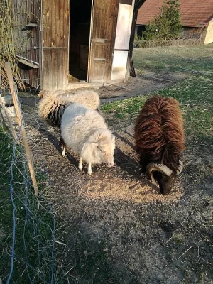 Plemeno malé Quessantky