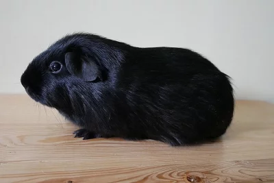 Prodám hladkého samečka s PP