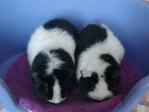 Prodám chovný pár US Teddy