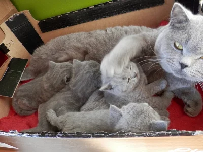 Koťátka britská modrá