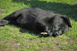 Německý ovčák s PP černá fenka k odběru