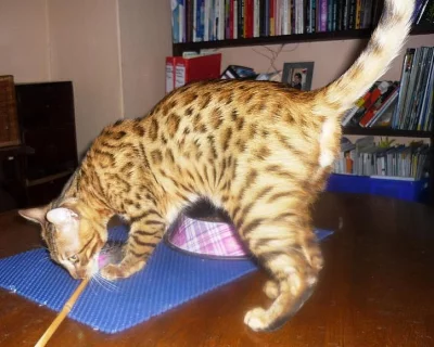 Bengálský kocourek s PP Prodám