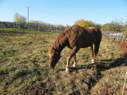 Neomezené ježdění