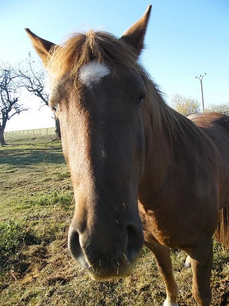 Neomezené ježdění