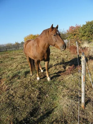 Neomezené ježdění