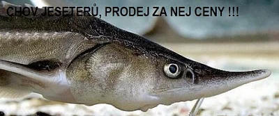 Okrasné ryby a jesetery