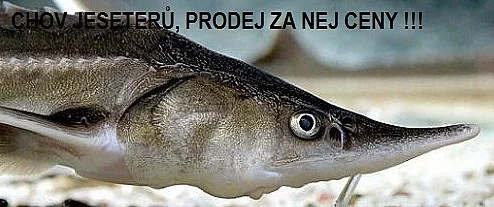 Okrasné ryby a jesetery