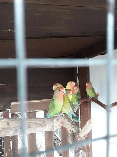 Agapornis růžohrdlý