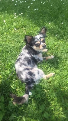 Daruji hodného pejska