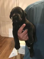 Německá doga s PP,,